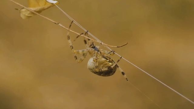 Чем занимаются ПАУКИ пока мы спим? Интересные факты в обучающем видео. Познавательно о пауках смотреть онлайн