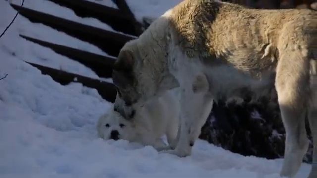 Мама-алабай воспитывает щенка! смотреть онлайн