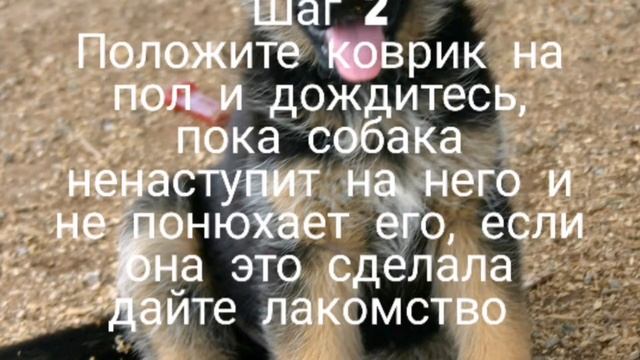 Как научить собаку команде На место смотреть онлайн