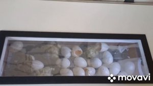 вывод индюшат Хайбрид конвертер от яйца до птенца  в инкубаторе Норма" Урал"