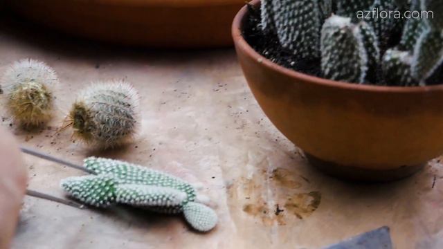 How to PROPAGATE CACTUS from CUTTINGS? | PLANT CARE смотреть онлайн