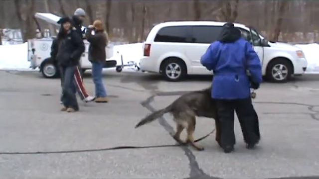 Dre vom Rebel Yelle - 11 months (Schutzhund Obedience training) смотреть онлайн