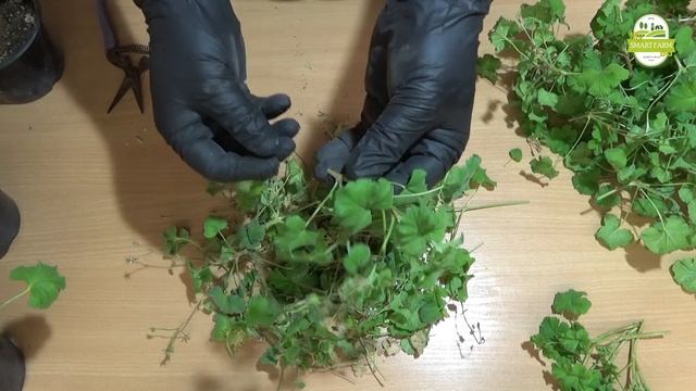 Вкореняване във форми за разсад на Pelargonium fragrans cv. или Nutmeg Scented. Част 1 смотреть онлайн