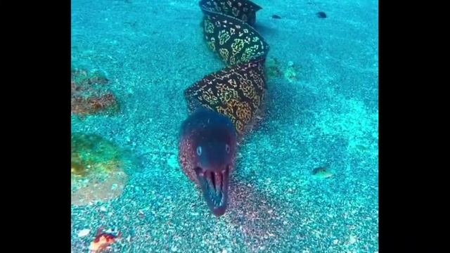 Мурена это рыбка такая в море. & A Moray eel is a fish in the sea. смотреть онлайн