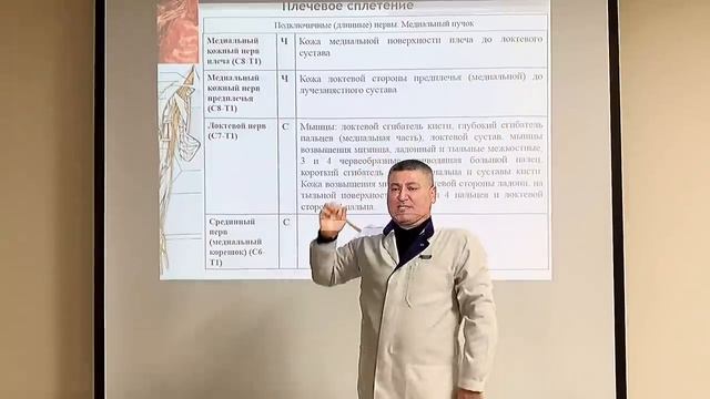 Спинномозговые нервы. Сплетения / Spinal Nerves. Plexuses