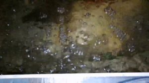 Ошибки и размышления в УЗВ для разведение раков.