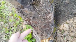 Вам достался, сад с не ухоженными деревьями? Мой совет, как их привести в порядок.