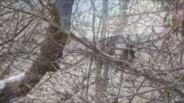 Зимний лес Сукко/ Снег в Сукко/ Прогулка по зимнему лесу/ Зима в южном лесу. смотреть онлайн