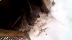 Можно ли кормить кроликов авсяными  хлопьями