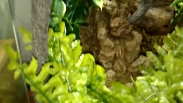 Exo terra rainforest смотреть онлайн