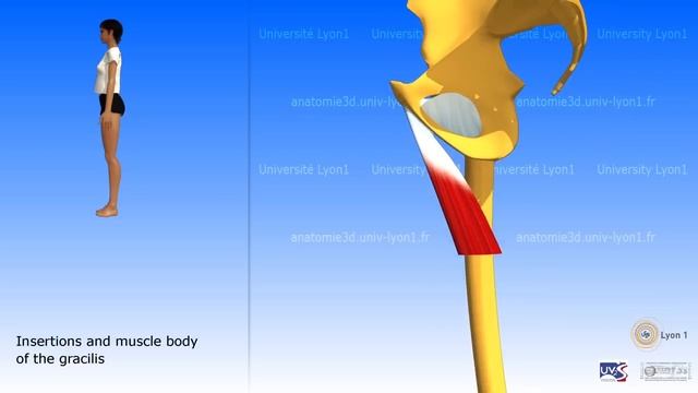 The adductors and the gracilis medial compartment of the thigh смотреть онлайн