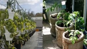 Красивый Огород в горшках, мешках