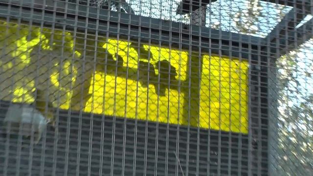 разговор о ЛОВЛЕ ПТИЦ ,линьке ,КАНАРЕЙКАХ ,обзор в вольере смотреть онлайн