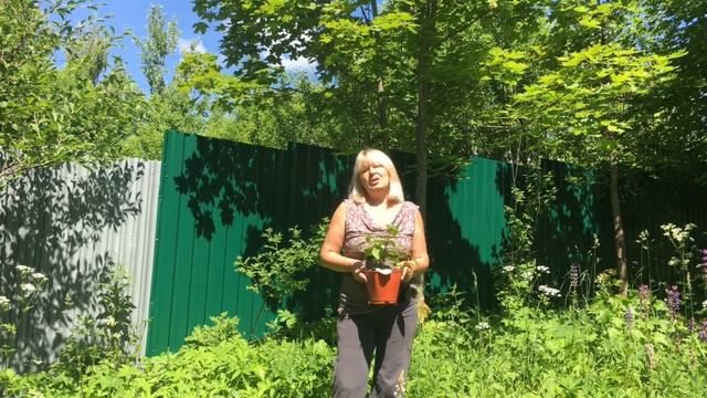 Актинидия. Что надо знать, покупая актинидию?