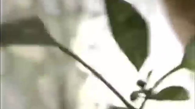 Выращивание перца в условиях холодного климата смотреть онлайн