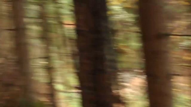 Последний выход в этом 2019 году, на тихую охоту, грибов нет и больше не будет!!! смотреть онлайн