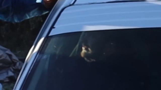 Auto Olympialaiset Jakso 5 //Nyt alko rytinä! смотреть онлайн