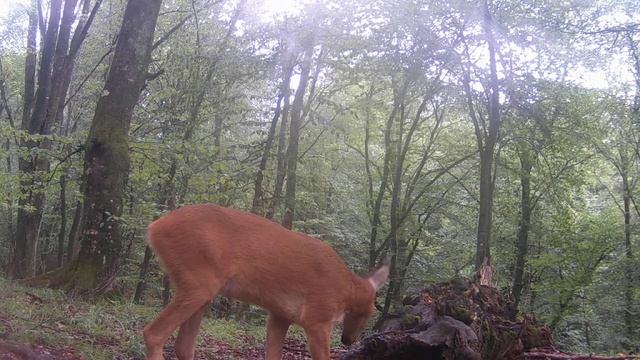 Новости с солонца. Чёрный аист на солонце.