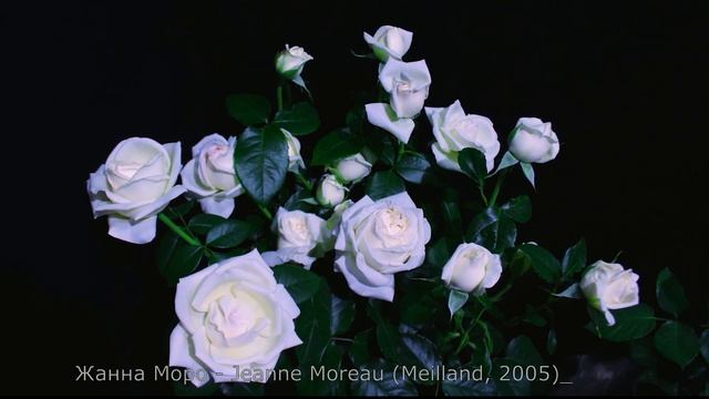 Как распускается роза Жанна Моро - Jeanne Moreau (Meilland, 2005) смотреть онлайн
