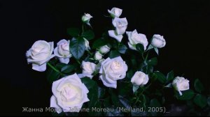 Как распускается роза Жанна Моро  - Jeanne Moreau (Meilland, 2005)