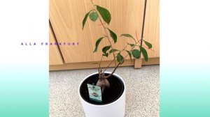 Опадают листья Фикуса, Причины/Как формировать крону Фикуса Микрокарпа