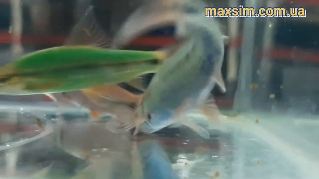 Водорослеед глофиш (Crossocheilus GloFish) светящиеся #GloFish#лабеоГло