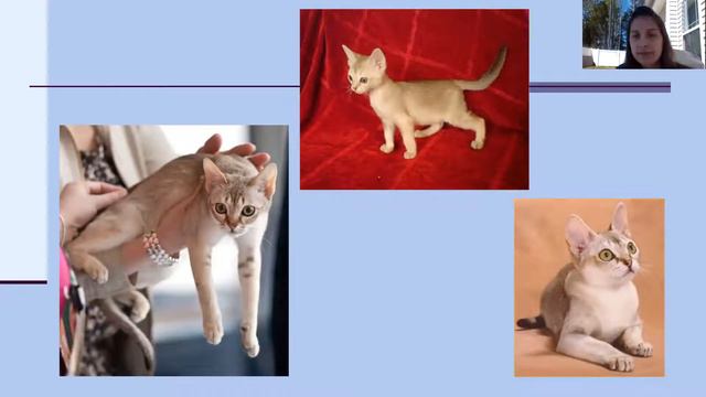 Animal Science II - Small Animal Remote Learning Day 1 (2 of 2) смотреть онлайн