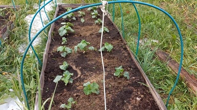 С юга на дачу//Огородные дела смотреть онлайн