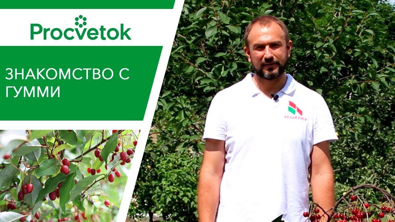 Зачем выращивать ГУМИ. Особенности плодового кустарника. смотреть онлайн