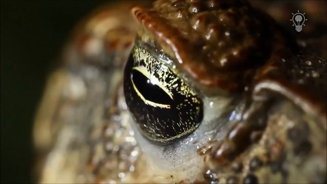 RAKALI Is A Killer Of Poisonous Toads, A Bloodthirsty Water Rat From Australia!  Rakali Vs Toads