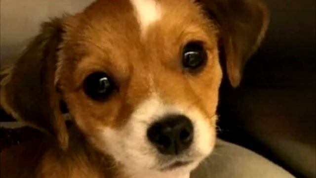 Все боялись дотронуться до маленького щенка, но я рискнула и спасла ему жизнь смотреть онлайн