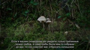 К чему снится собирать грибы? Толкование сна и его значение по сонникам Хассе и Ванги