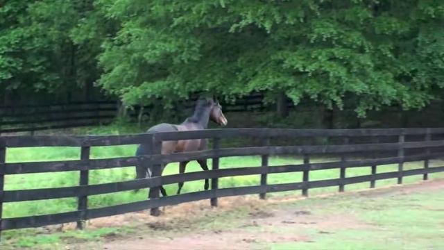 Petunia Selle Francais Mare