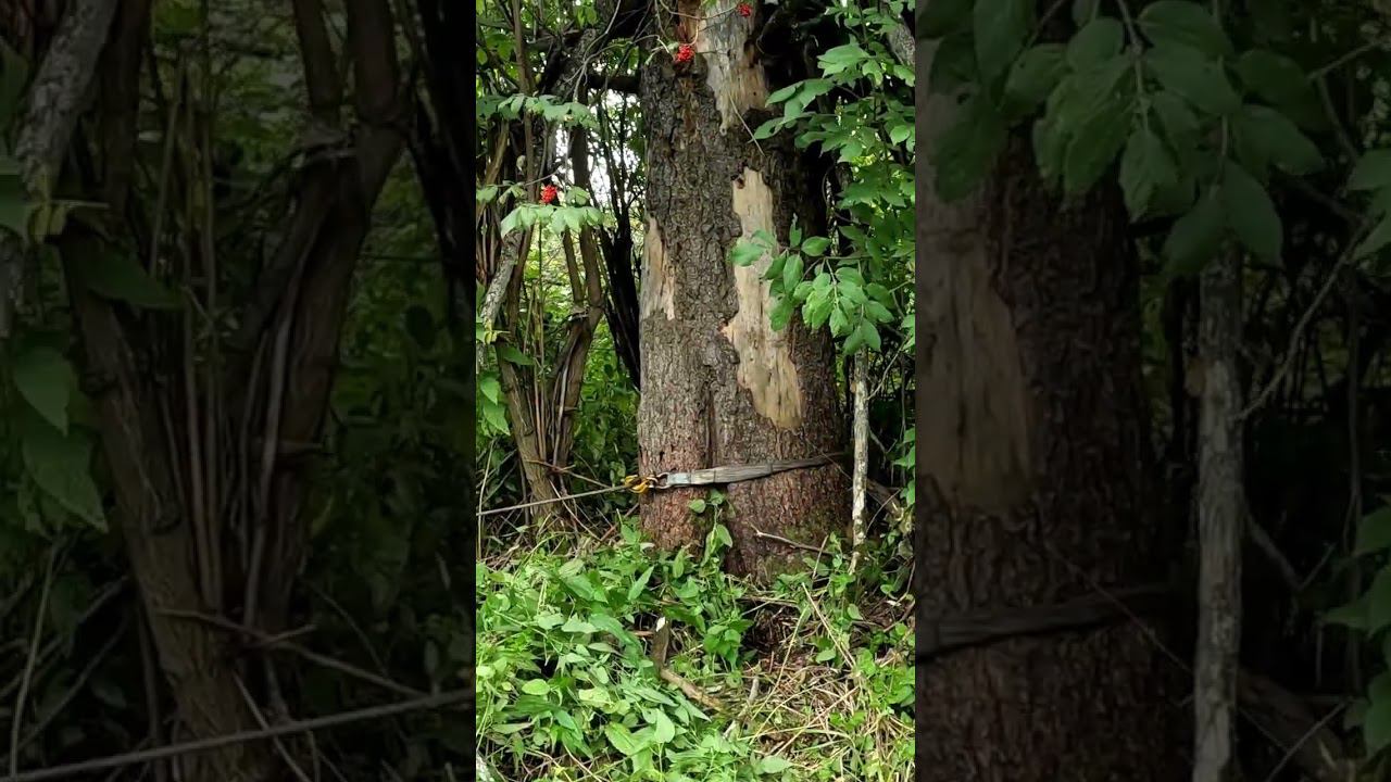 Как правильно цеплять трос лебёдки! #4x4 #offroad #shorts #НаДжипе #offroad4x4 #алтай4х4 смотреть онлайн