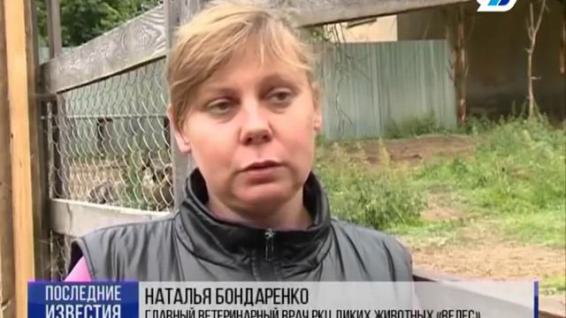 ВИДЕО → РЕПОРТАЖИ В ЦЕНТРЕ «ВЕЛЕС» БОРЮТСЯ ЗА ЖИЗНЬ ВЫБОРГСКОГО "БЭМБИ" смотреть онлайн