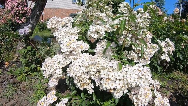 Мускусные розы. Ballerina (Балерина) смотреть онлайн