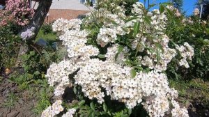 Мускусные розы. Ballerina (Балерина)