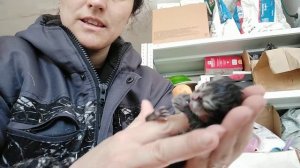 Реанимация новорожденного котенка. Или как откачать котенка или щенка