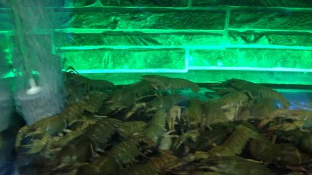 Раки в Белгороде смотреть онлайн