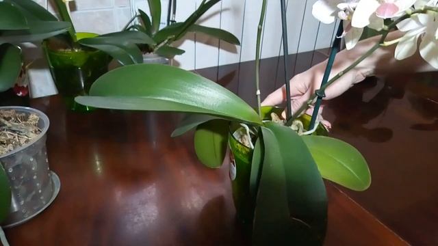 ? Янтарная кислота для Орхидеи// ? изменения с Орхидеями в зимний период?)//? Видео-обзор// смотреть онлайн