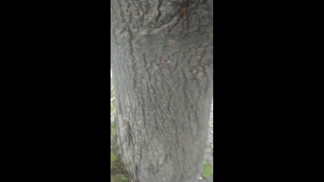 Ломаю дерево рукой, как в Майнкрафте смотреть онлайн