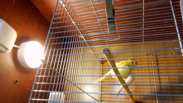 Разведение канареек