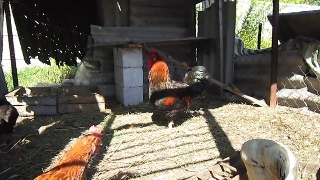 Жизнь петуха в курятнике смотреть онлайн