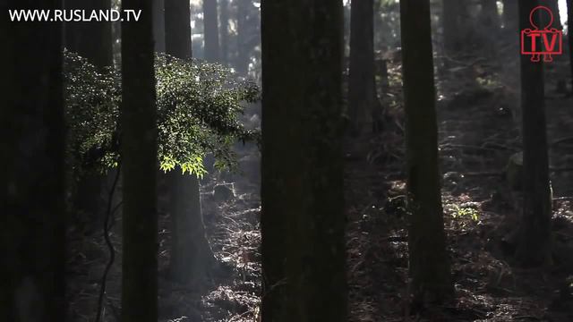 NTT docomo смотреть онлайн