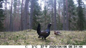 Токование глухаря