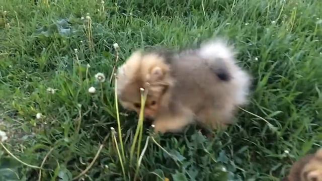 Заинька Лапонька и Забавный Мишка смотреть онлайн