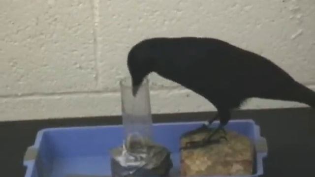 Smart Bird смотреть онлайн