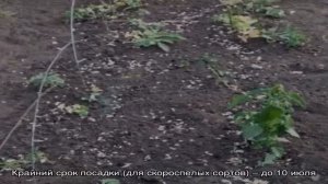 Полезные советы огородникам: что можно сажать после гороха и почему так важно менять места посадки.