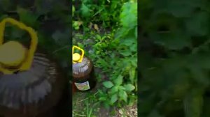 Убираем серую и стеблевую гниль на томатах. Часть 1