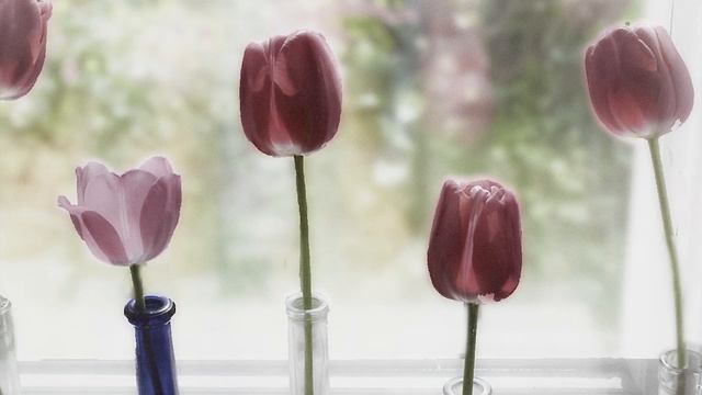 Dutch Flowers by Malcolm Galloway - music and video art смотреть онлайн